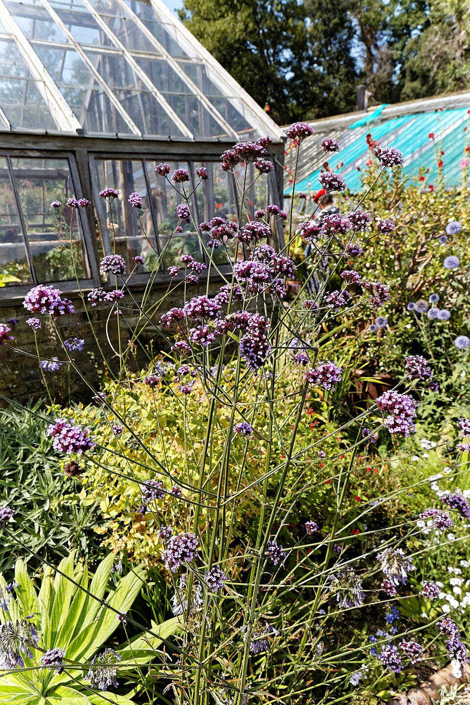 Verbena bonariensis (tall verbena, Brazilian verbena) (alternate view 10)