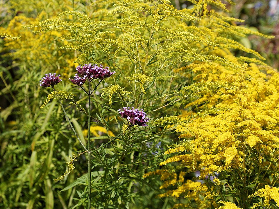 Verbena bonariensis (tall verbena, Brazilian verbena) (alternate view 11)