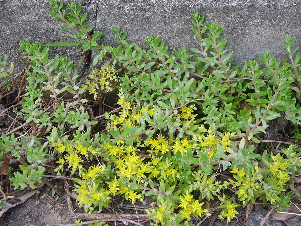Sedum sarmentosum (Stringy Stonecrop)