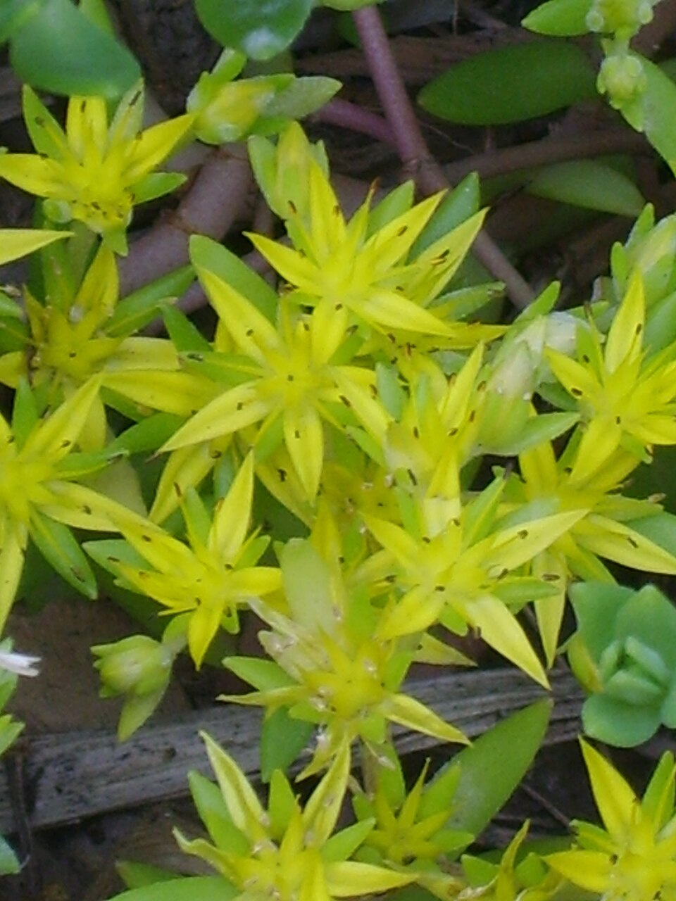 Sedum sarmentosum (Stringy Stonecrop) (alternate view 2)