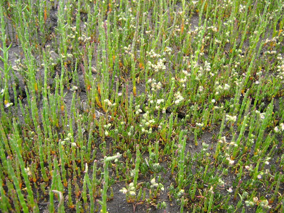 Spergularia marina (Saltmarsh Sand Spurry)