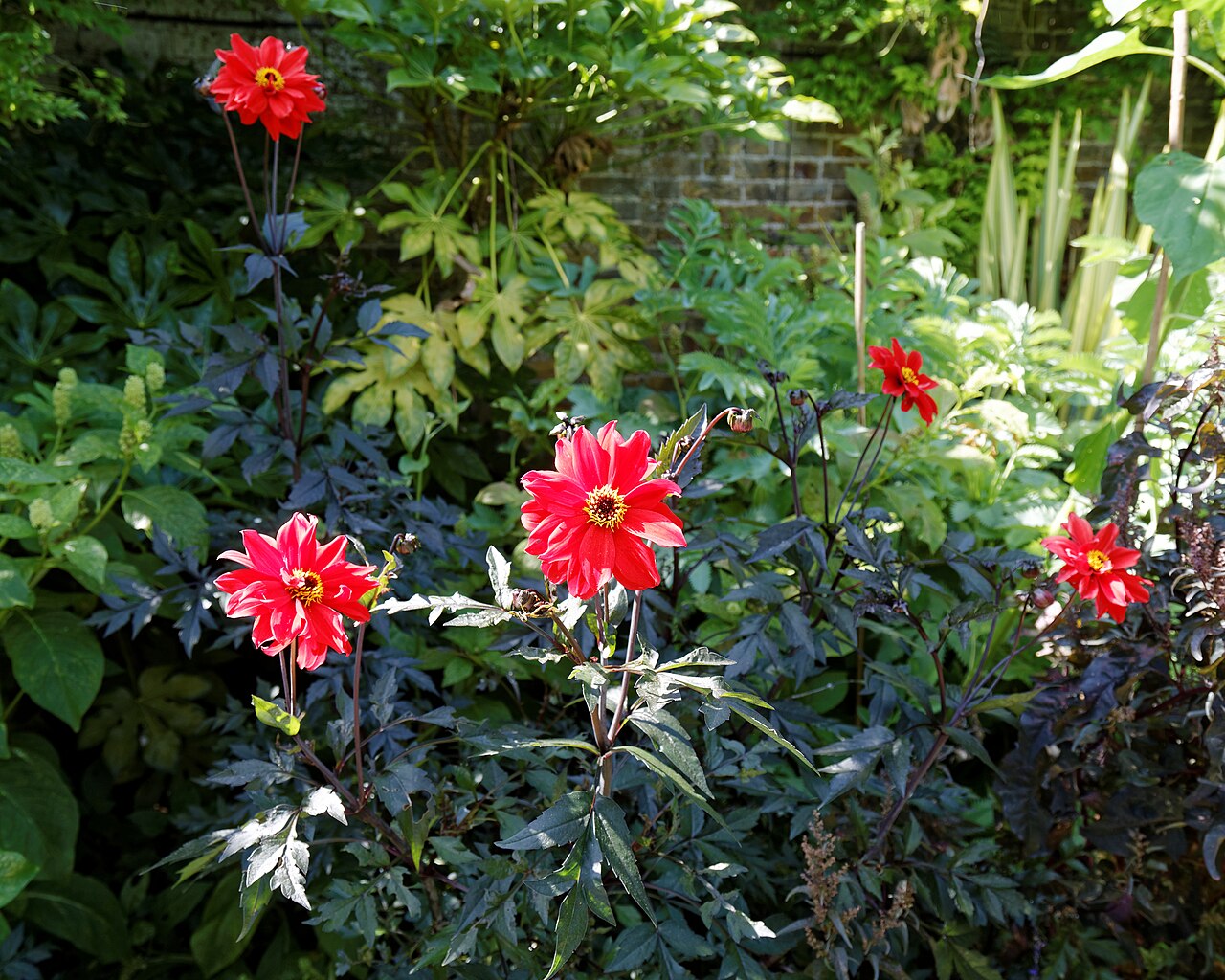 Dahlia 'Bishop of Llandaff', Dahlia 'Bishop of Llandaff' — upright deciduous (Asteraceae) (image 10 of 10)