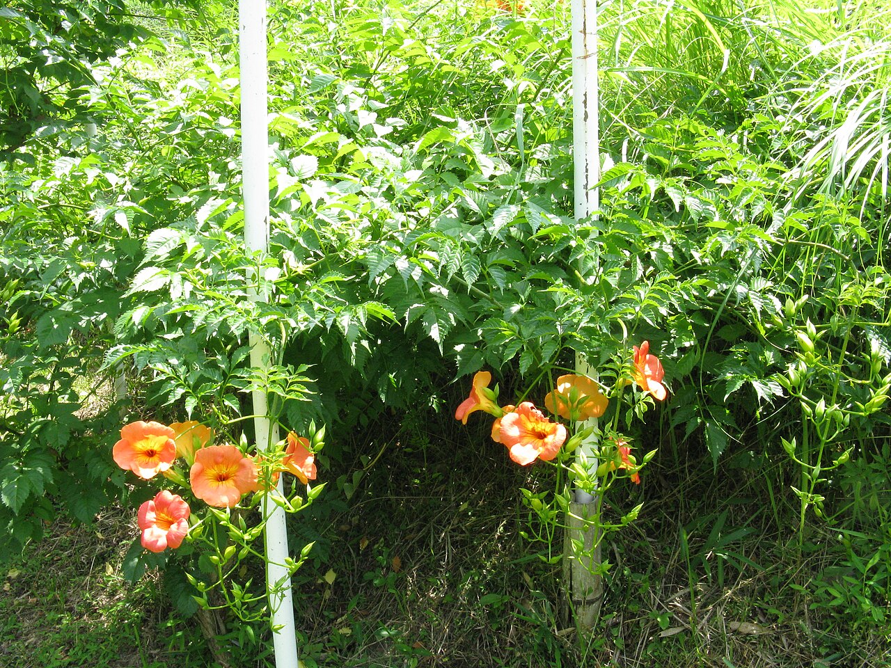 Campsis grandiflora, Chinese trumpet creeper — climbing deciduous (Bignoniaceae) (image 6 of 10)