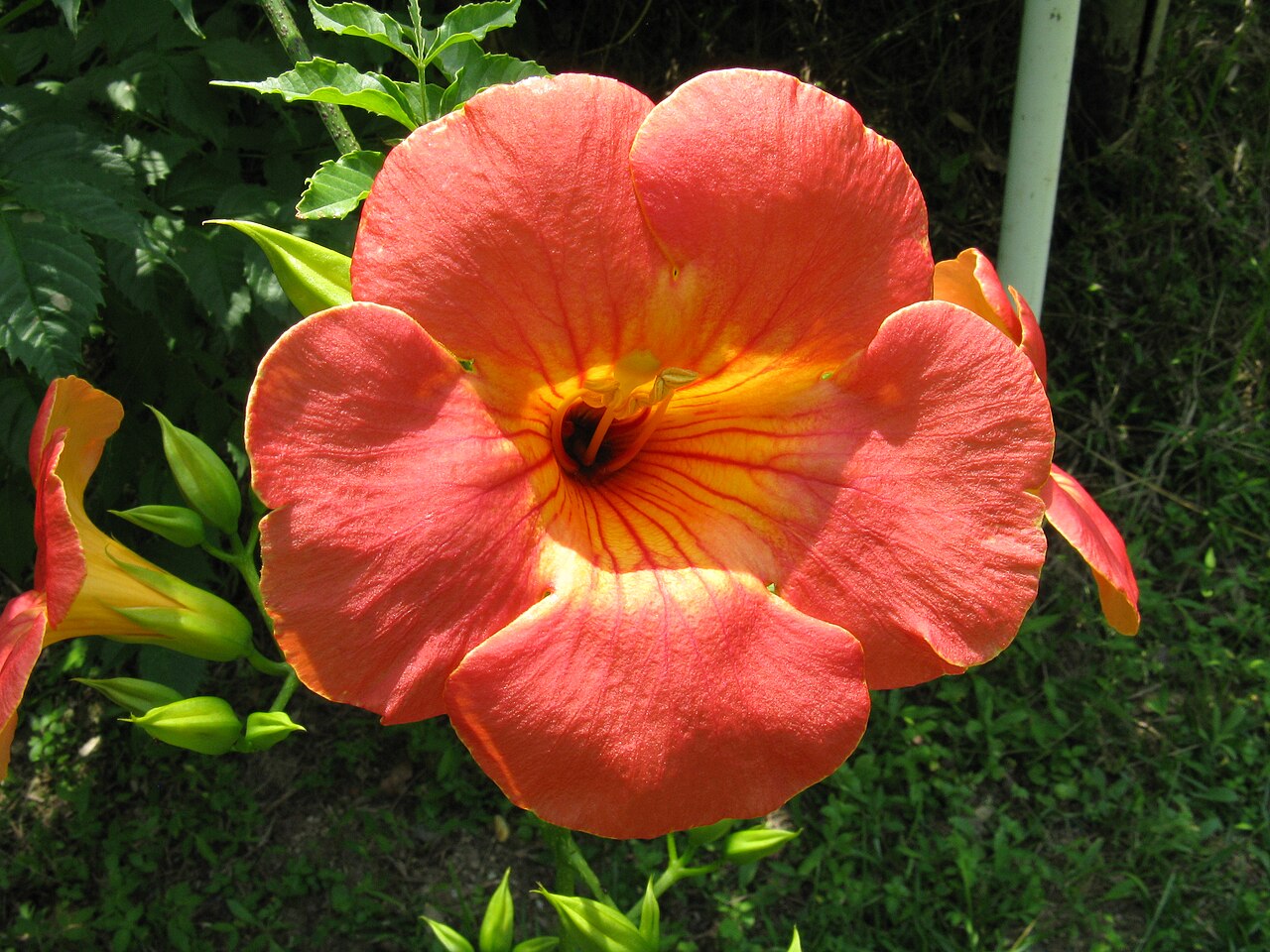 Campsis grandiflora, Chinese trumpet creeper — climbing deciduous (Bignoniaceae) (image 7 of 10)