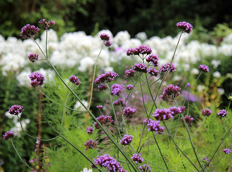 Verbena bonariensis (tall verbena, Brazilian verbena) (alternate view 12)