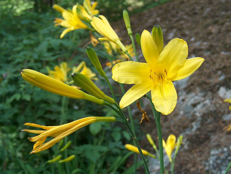 Hemerocallis lilioasphodelus (yellow daylily) (alternate view 9)