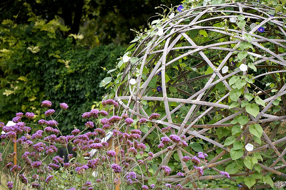 Verbena (vervains) (alternate view 4)