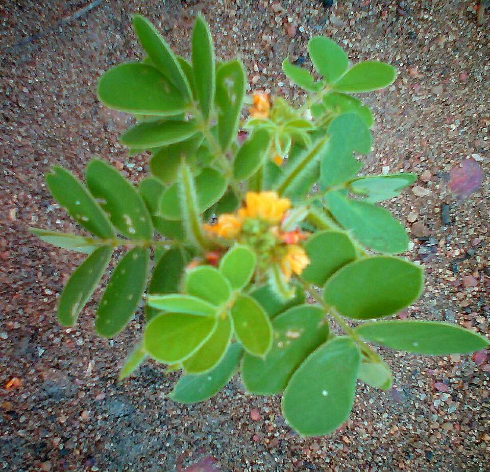 Senna obtusifolia (American Sicklepod) (alternate view 9)