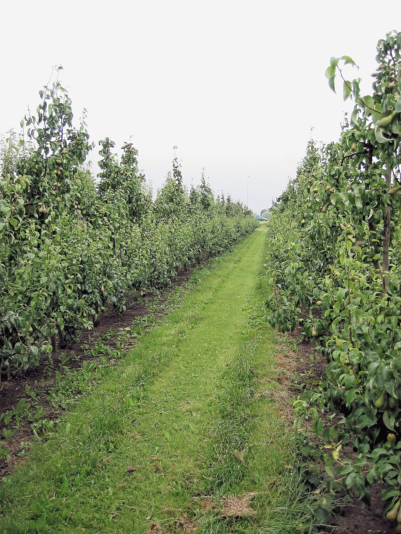 Pyrus communis, Common pear — upright deciduous (Rosaceae) (image 2 of 6)