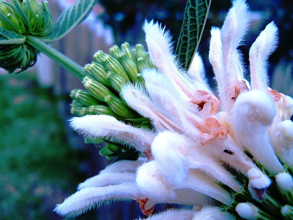 Leonotis leonurus (lion's tail) (alternate view 10)