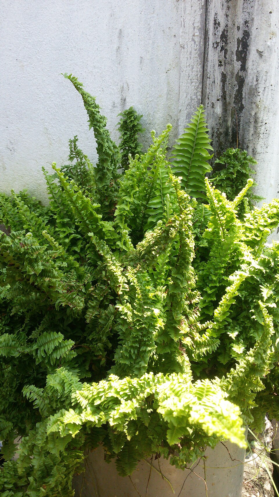 Nephrolepis (sword ferns) (alternate view 5)