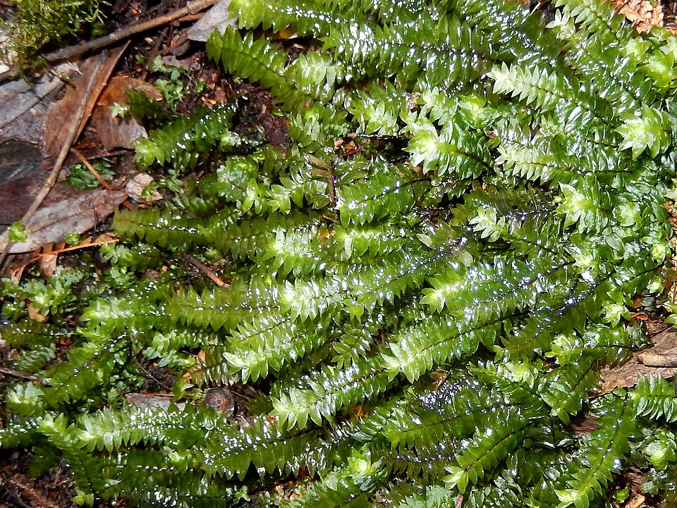 Cyathophorum bulbosum (quill moss)