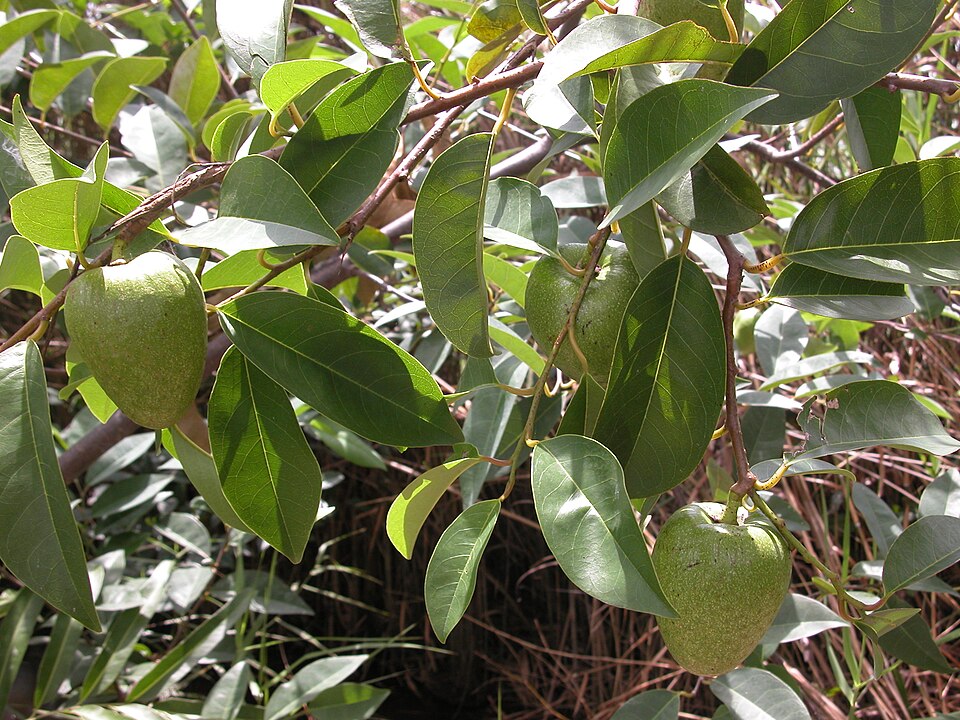 Annona glabra (Pond Apple) (alternate view 8)