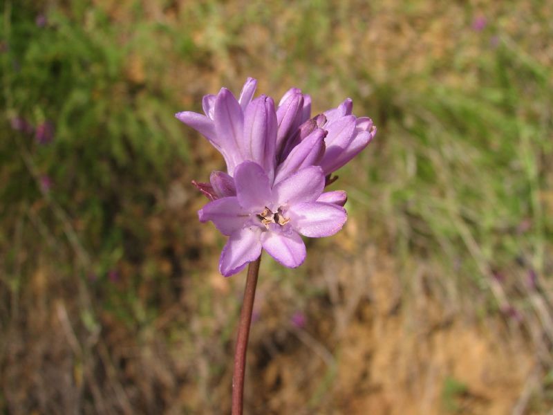 Dichelostemma congestum (Ookow) (alternate view 4)
