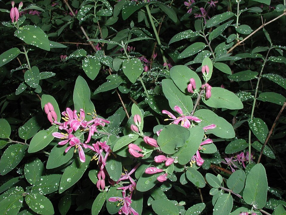 Lonicera × bella (showy fly honeysuckle) (alternate view 3)