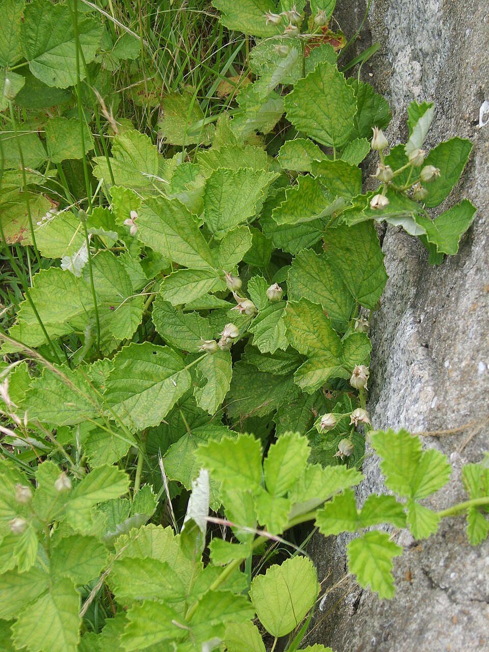 Rubus parvifolius (small-leaf bramble)