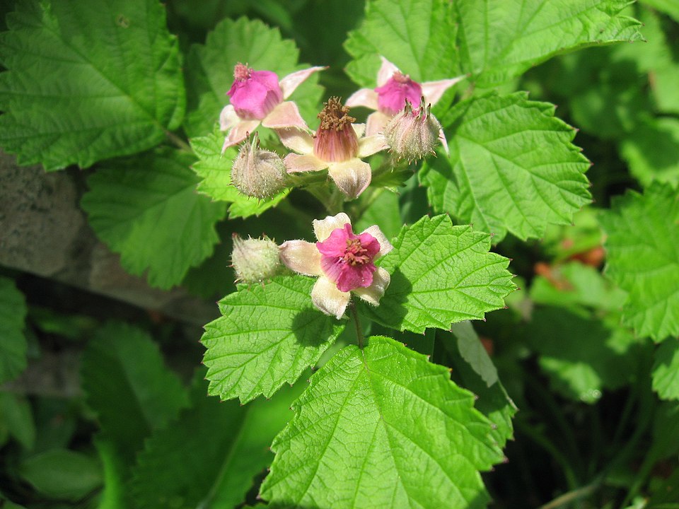 Rubus parvifolius (small-leaf bramble) (alternate view 2)