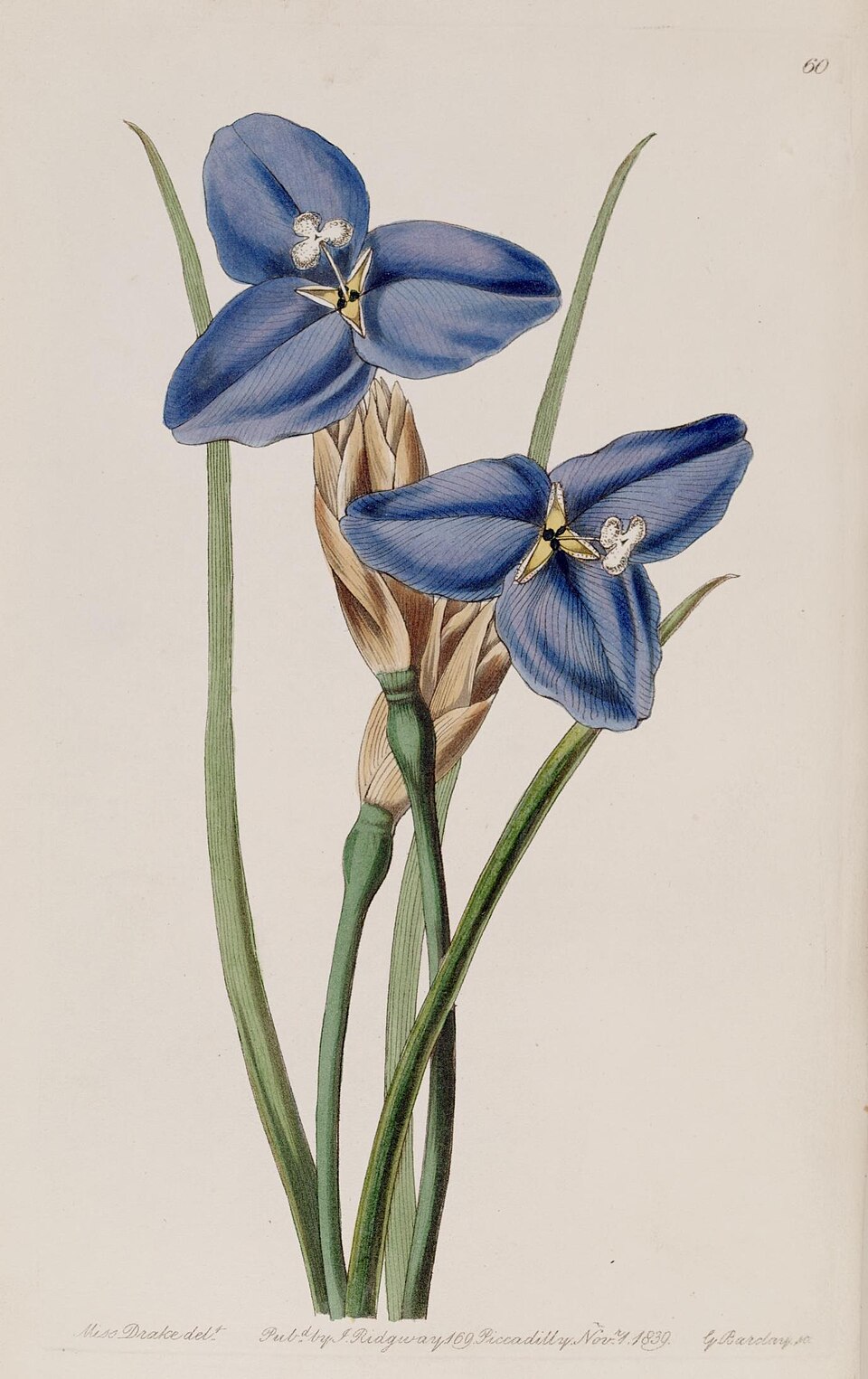 Patersonia occidentalis (Purple Flag) (alternate view 8)
