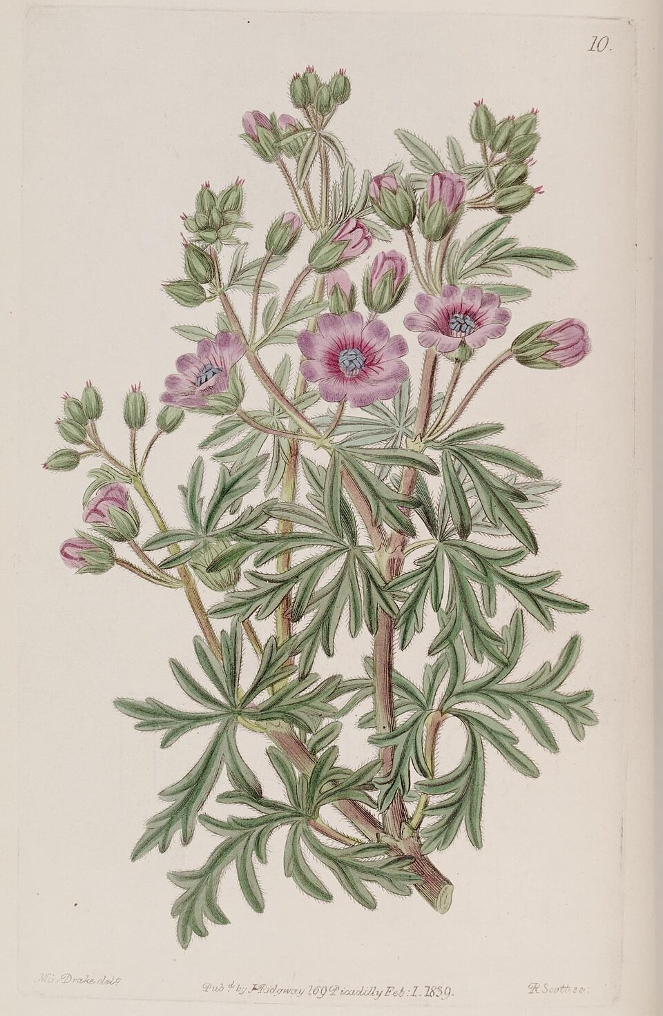 Geranium tuberosum (Tuberous Geranium)