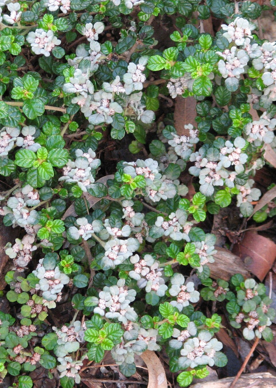 Spyridium parvifolium (Australian dusty miller)