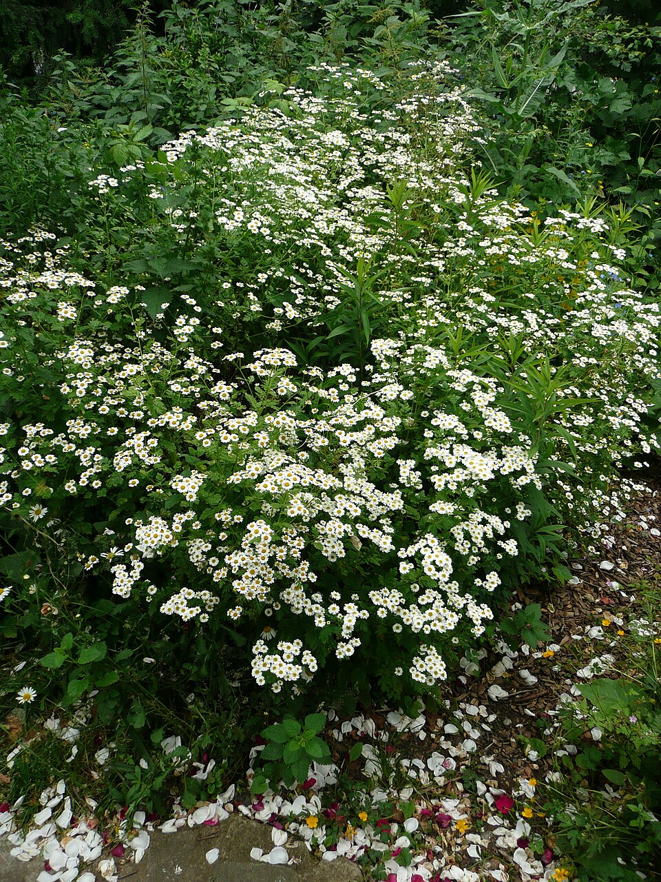 Tanacetum parthenium (feverfew)