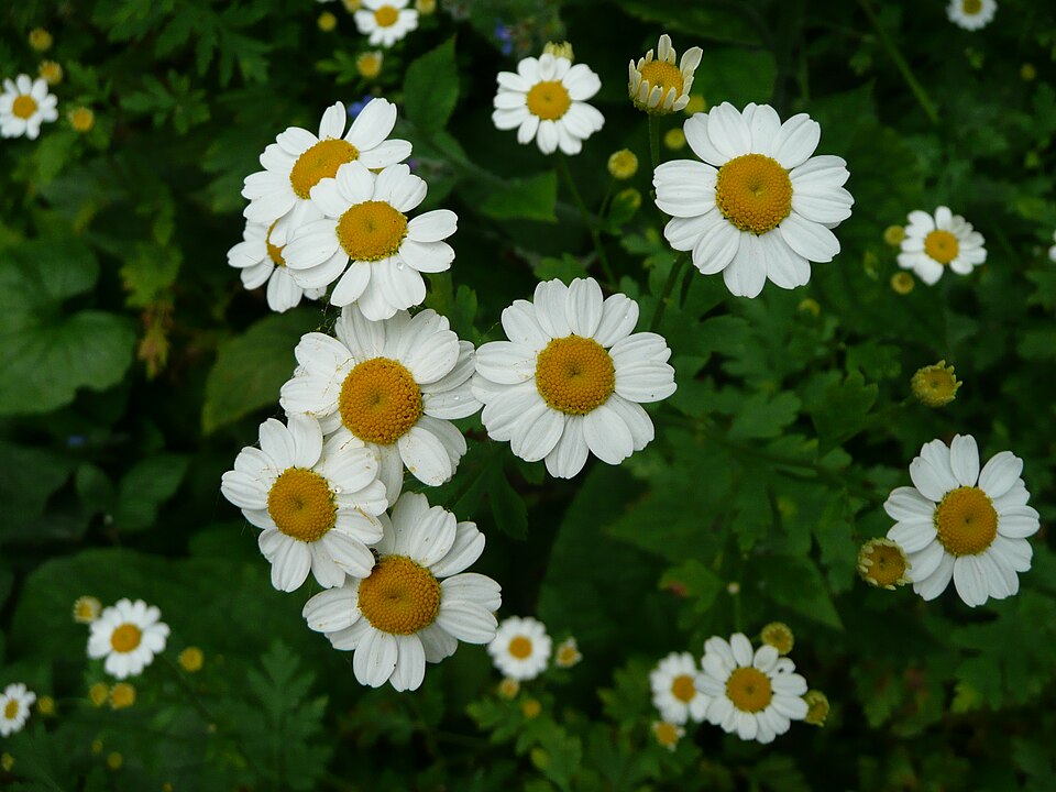Tanacetum parthenium (feverfew)