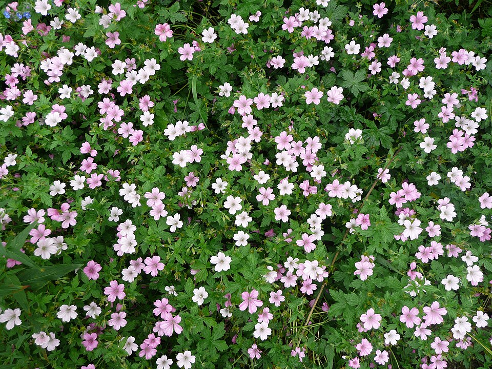 Geranium endressii (French Crane's-bill)