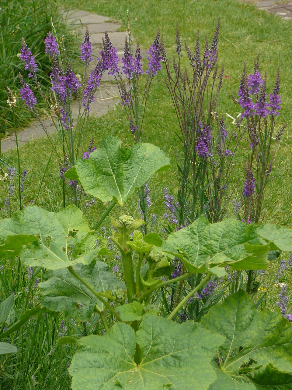 Linaria purpurea (toadflax) (alternate view 10)