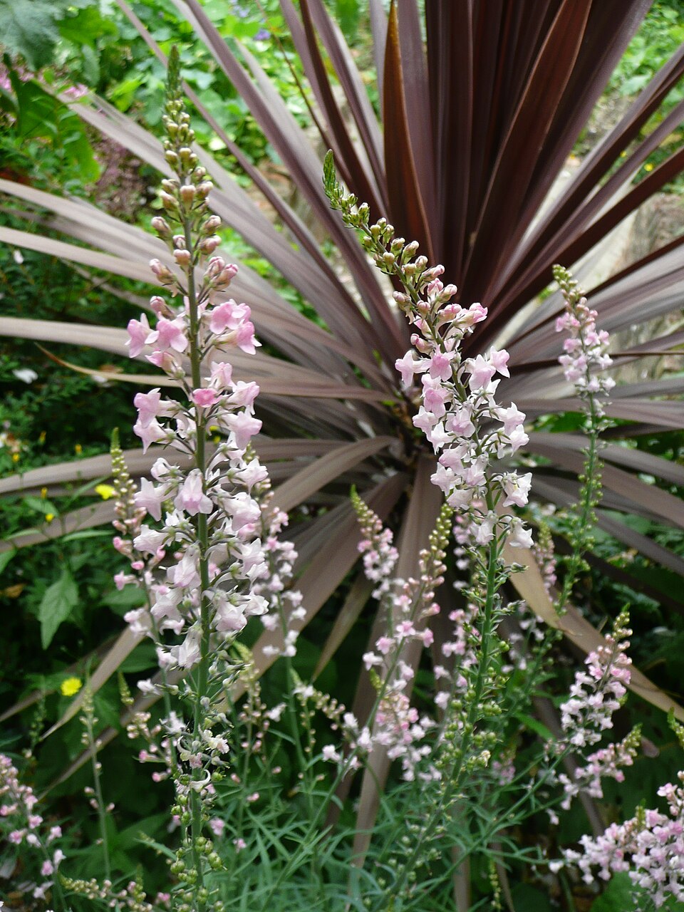 Linaria purpurea (toadflax) (alternate view 11)