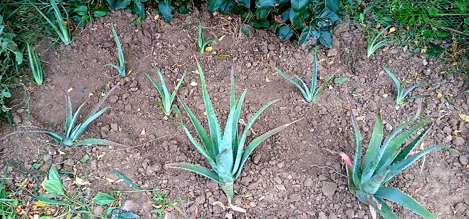 Aloe vera (Aloe Vera) (alternate view 7)