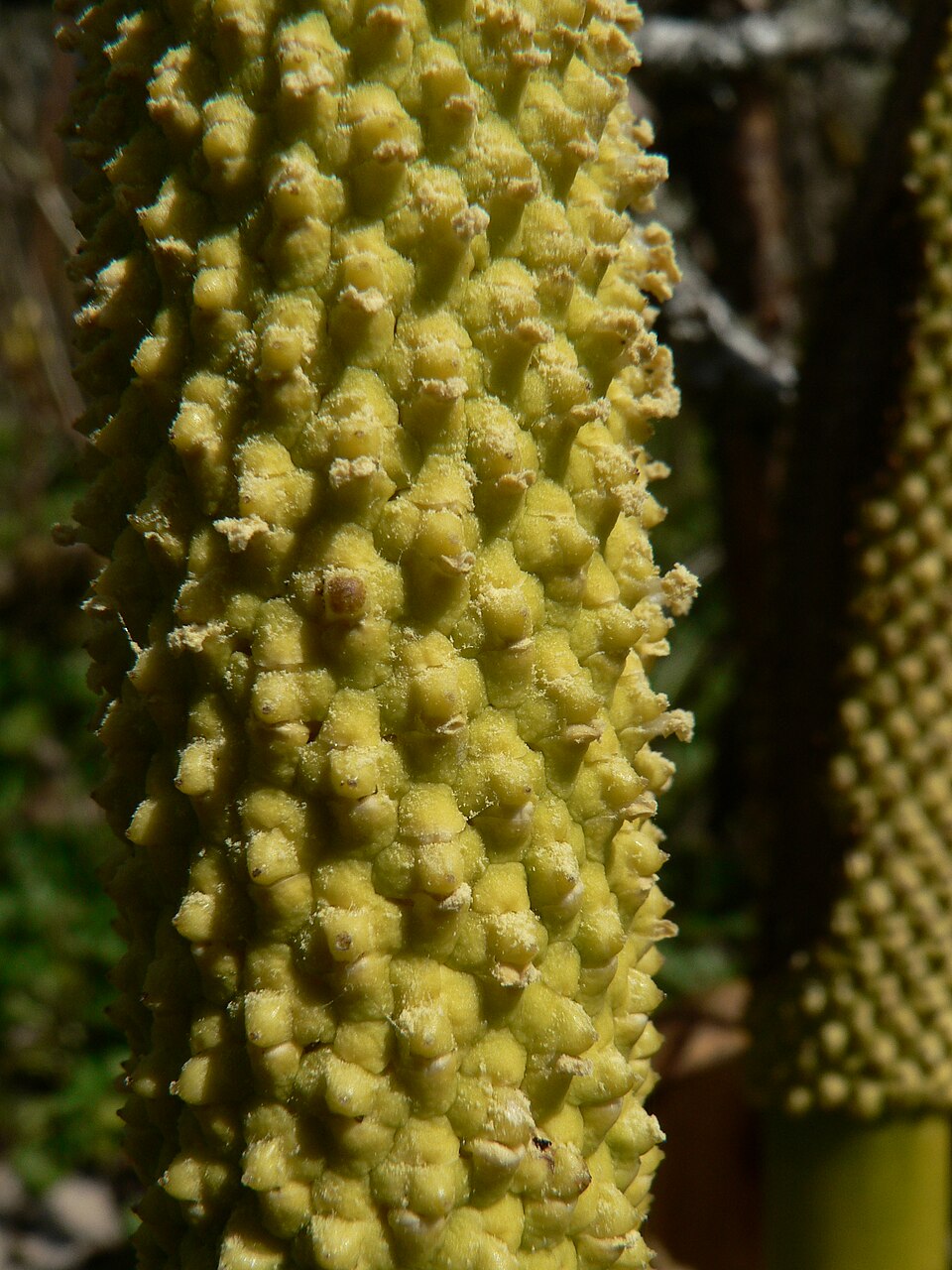 Lysichiton americanus (swamp lanterns, skunk cabbage) (alternate view 8)