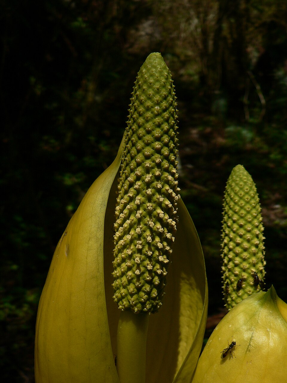 Lysichiton americanus (swamp lanterns, skunk cabbage) (alternate view 9)