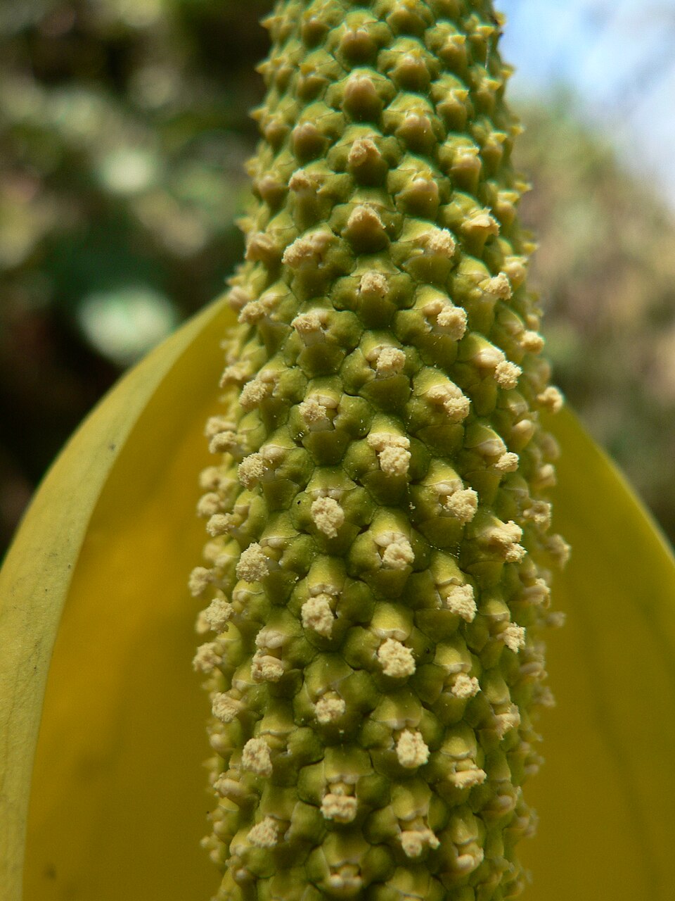Lysichiton americanus (swamp lanterns, skunk cabbage) (alternate view 10)