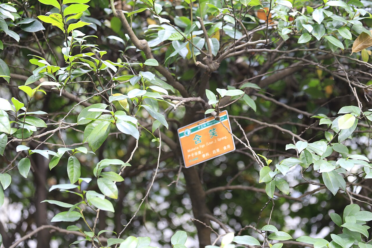 Magnolia figo, Banana shrub — upright evergreen (Magnoliaceae) (image 9 of 10)