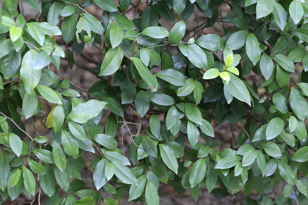 Magnolia figo, Banana shrub — upright evergreen (Magnoliaceae) (image 10 of 10)