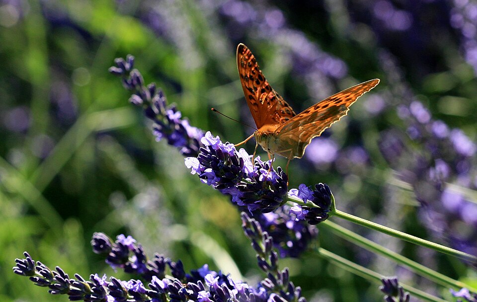 Lavandula × intermedia (Lavandin) (alternate view 3)