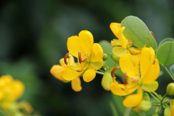 Senna bicapsularis (Butterfly Bush Senna) (alternate view 7)