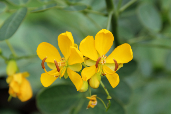 Senna bicapsularis (Butterfly Bush Senna) (alternate view 8)