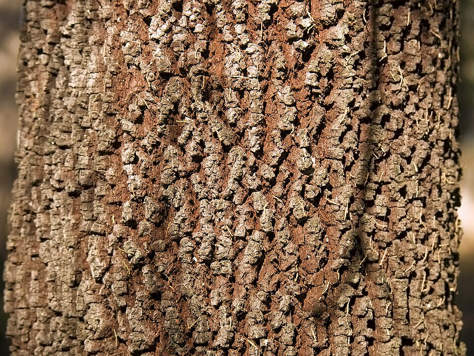 Exocarpos cupressiformis (Cherry Ballart) (alternate view 2)