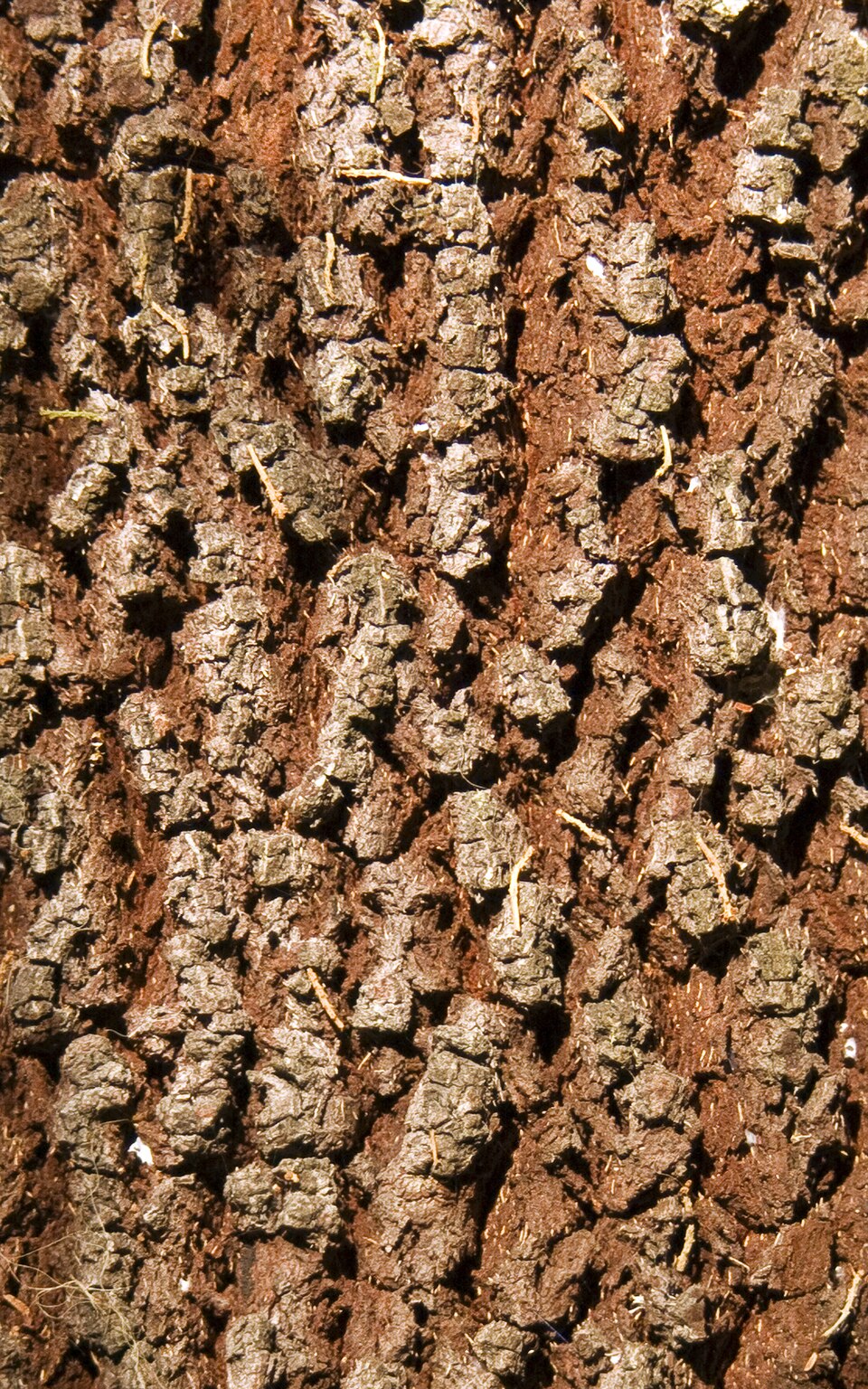 Exocarpos cupressiformis (Cherry Ballart) (alternate view 3)