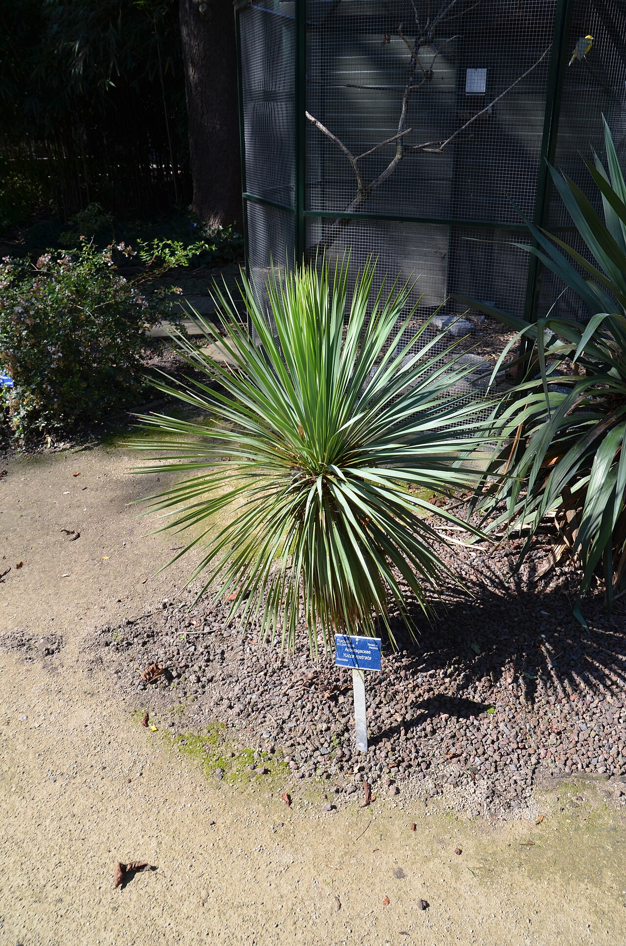 Yucca rostrata, Beaked yucca — upright evergreen (Asparagaceae) (image 5 of 10)