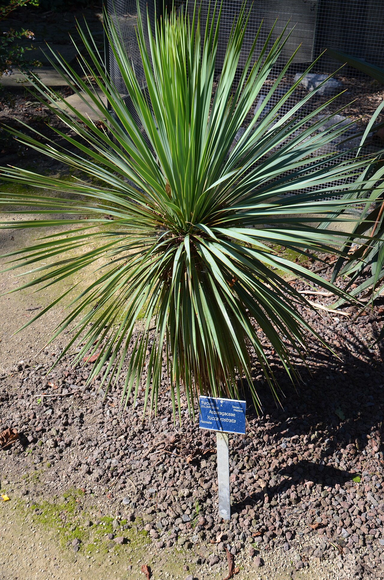 Yucca rostrata, Beaked yucca — upright evergreen (Asparagaceae) (image 6 of 10)