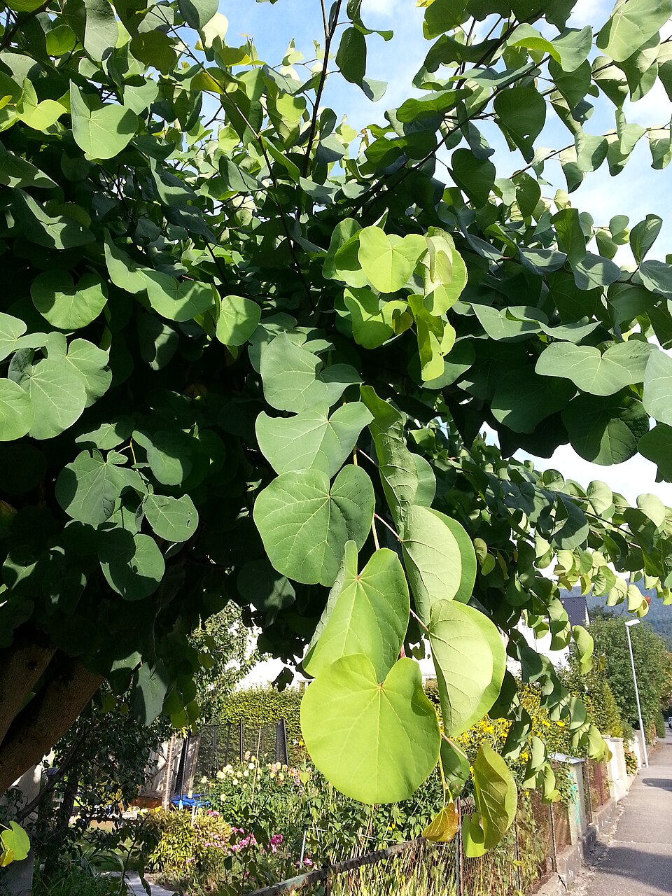 Cercis (redbuds) (alternate view 4)