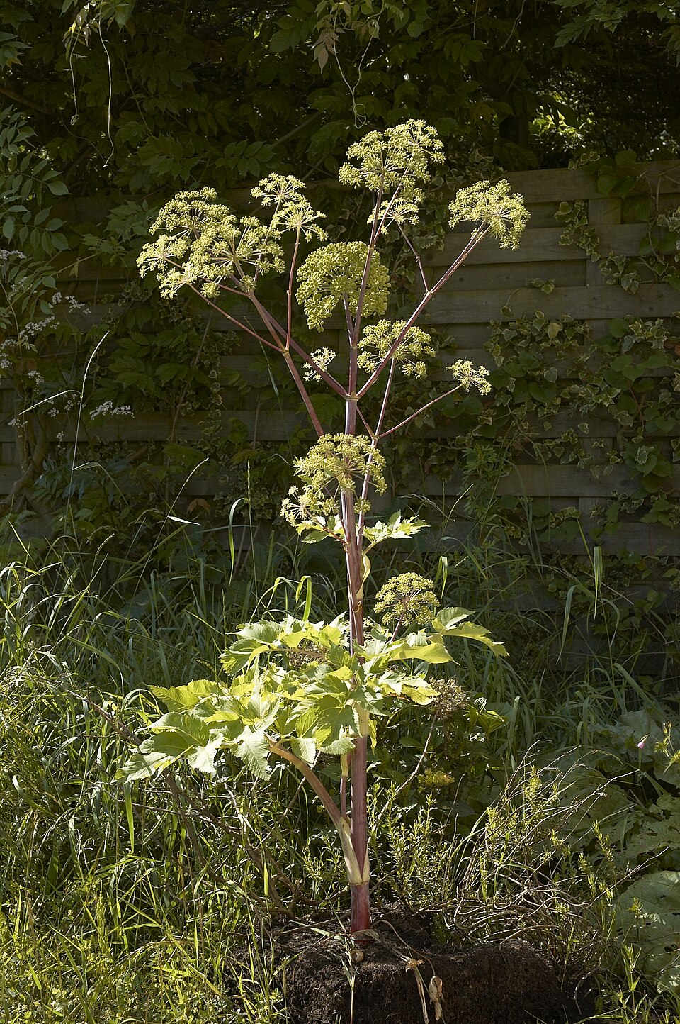 Angelica archangelica (Garden angelica) (alternate view 5)