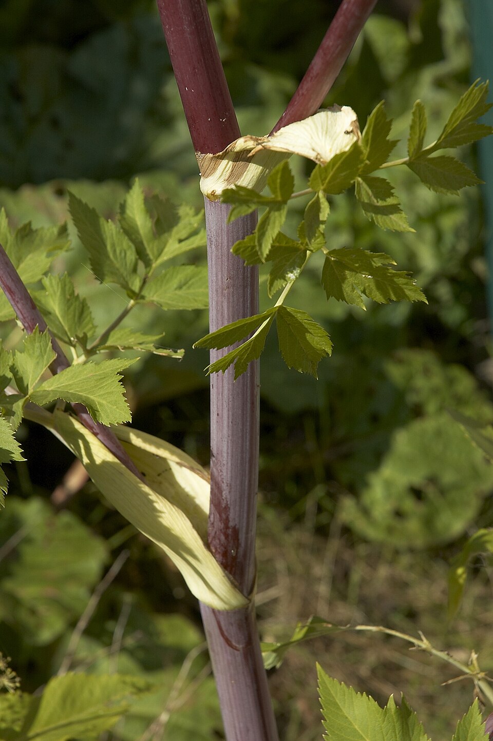 Angelica archangelica (Garden angelica) (alternate view 6)