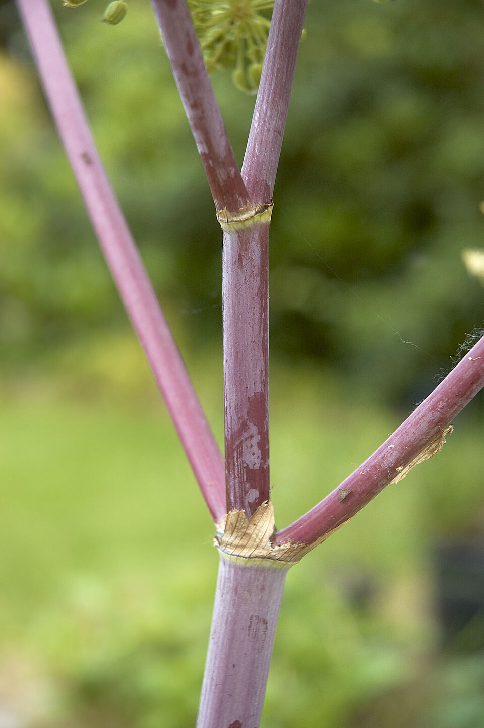 Angelica archangelica (Garden angelica) (alternate view 7)