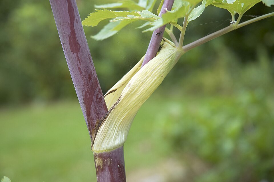 Angelica archangelica (Garden angelica) (alternate view 8)