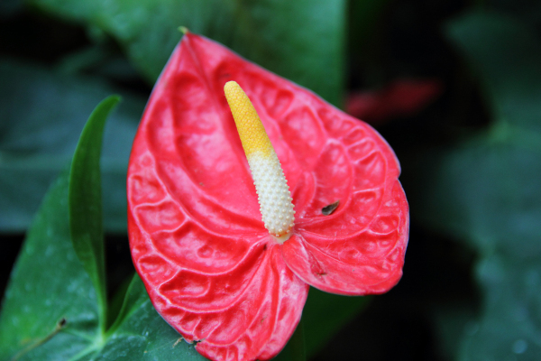 Anthurium andraeanum (Flamingo Flower) (alternate view 10)