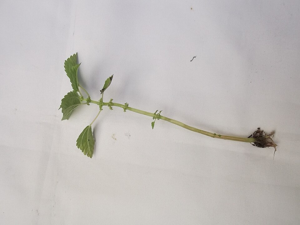Pilea pumila (Canada clearweed) (alternate view 4)