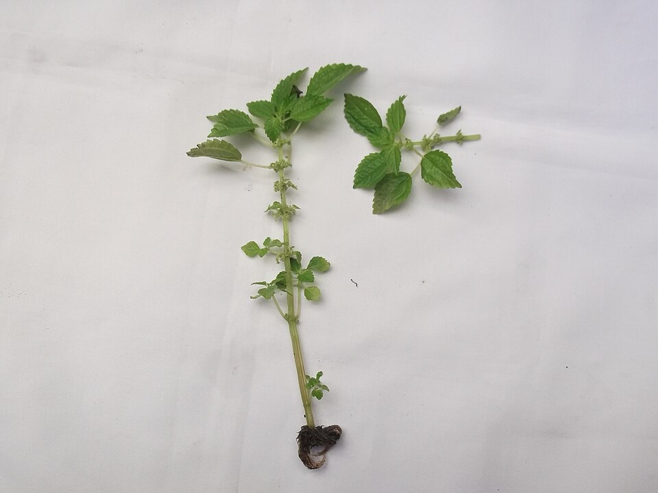 Pilea pumila (Canada clearweed) (alternate view 5)